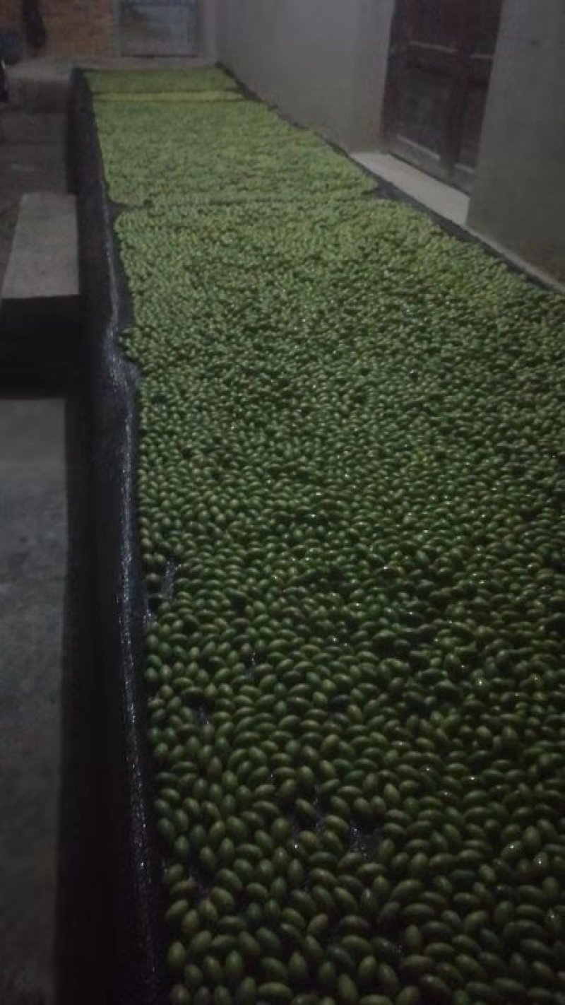 福州橄榄闽侯橄榄闽清橄榄鲜食水果橄榄
