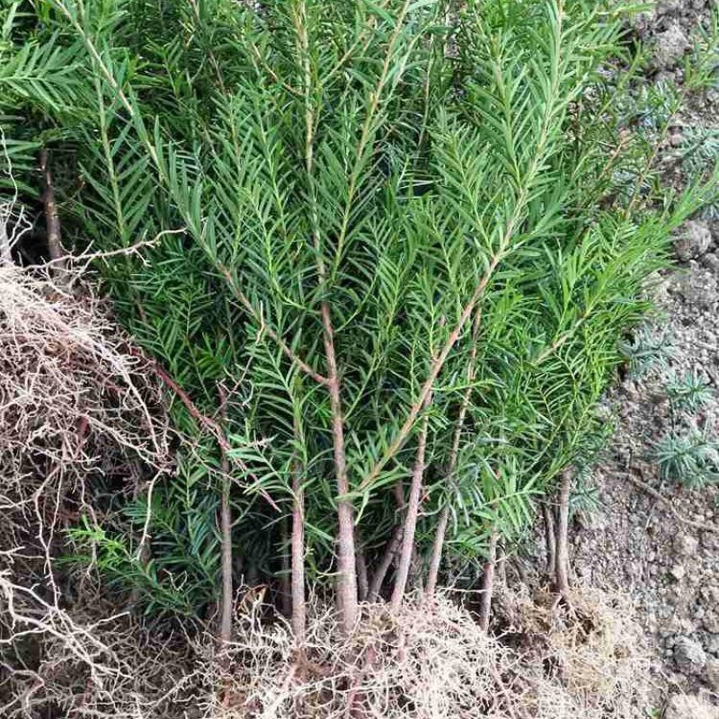 南方红豆杉红豆杉小苗南方红豆杉小苗红豆杉苗盆栽苗，地栽