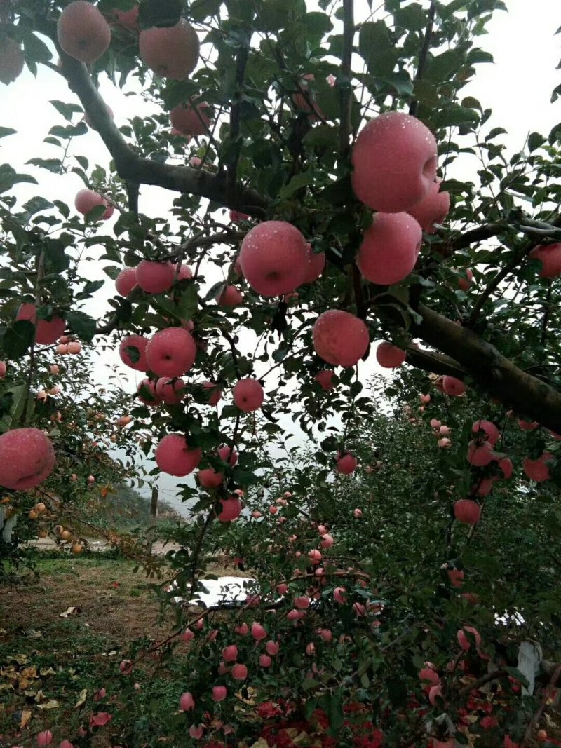 吉县壶口苹果干