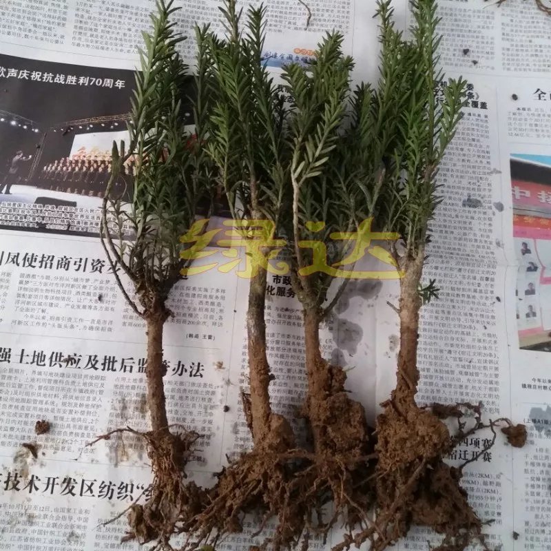 红豆杉树苗红豆杉小苗曼地亚红豆杉盆景地栽苗盆栽苗红豆杉