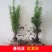 红豆杉树苗红豆杉小苗曼地亚红豆杉盆景地栽苗盆栽苗红豆杉