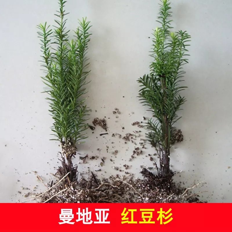 红豆杉树苗红豆杉小苗曼地亚红豆杉盆景地栽苗盆栽苗红豆杉