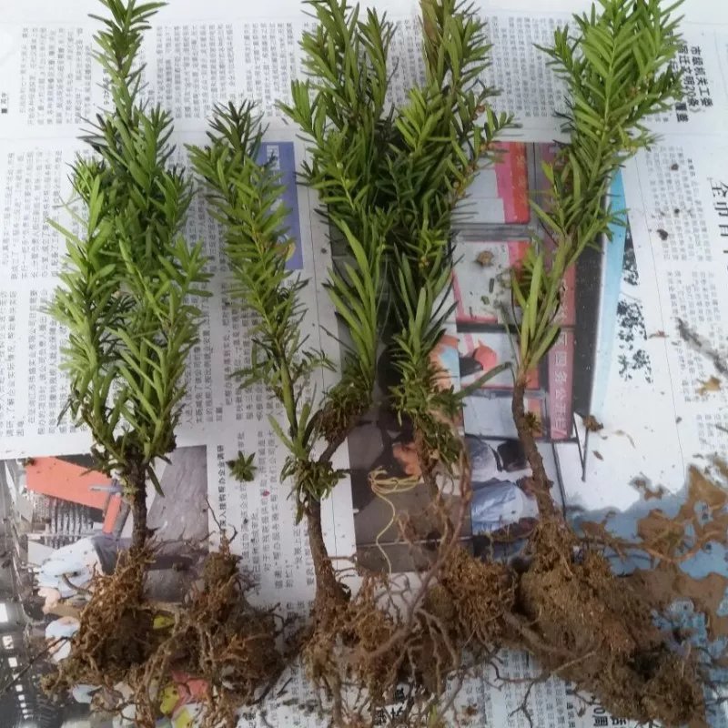 红豆杉树苗红豆杉小苗曼地亚红豆杉盆景地栽苗盆栽苗红豆杉