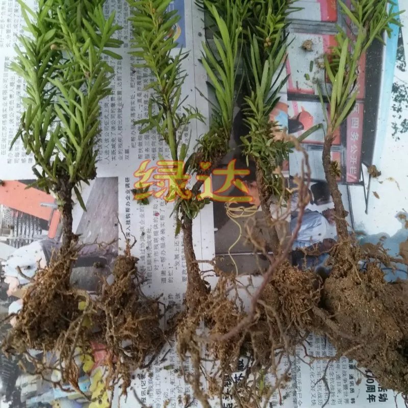 红豆杉树苗红豆杉小苗曼地亚红豆杉盆景地栽苗盆栽苗红豆杉