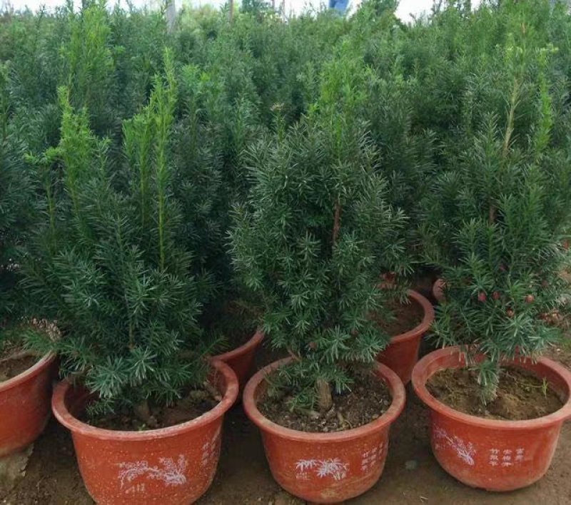 红豆杉树苗红豆杉小苗曼地亚红豆杉盆景地栽苗盆栽苗红豆杉