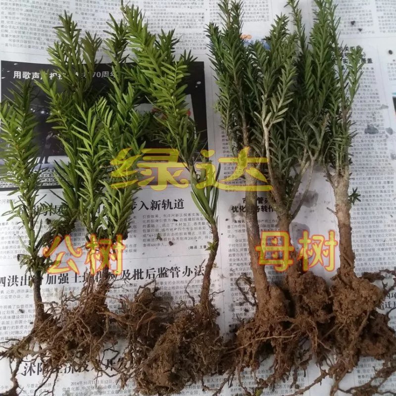 红豆杉树苗红豆杉小苗曼地亚红豆杉盆景地栽苗盆栽苗红豆杉