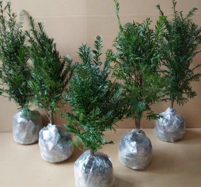 红豆杉树苗红豆杉小苗曼地亚红豆杉盆景地栽苗盆栽苗红豆杉