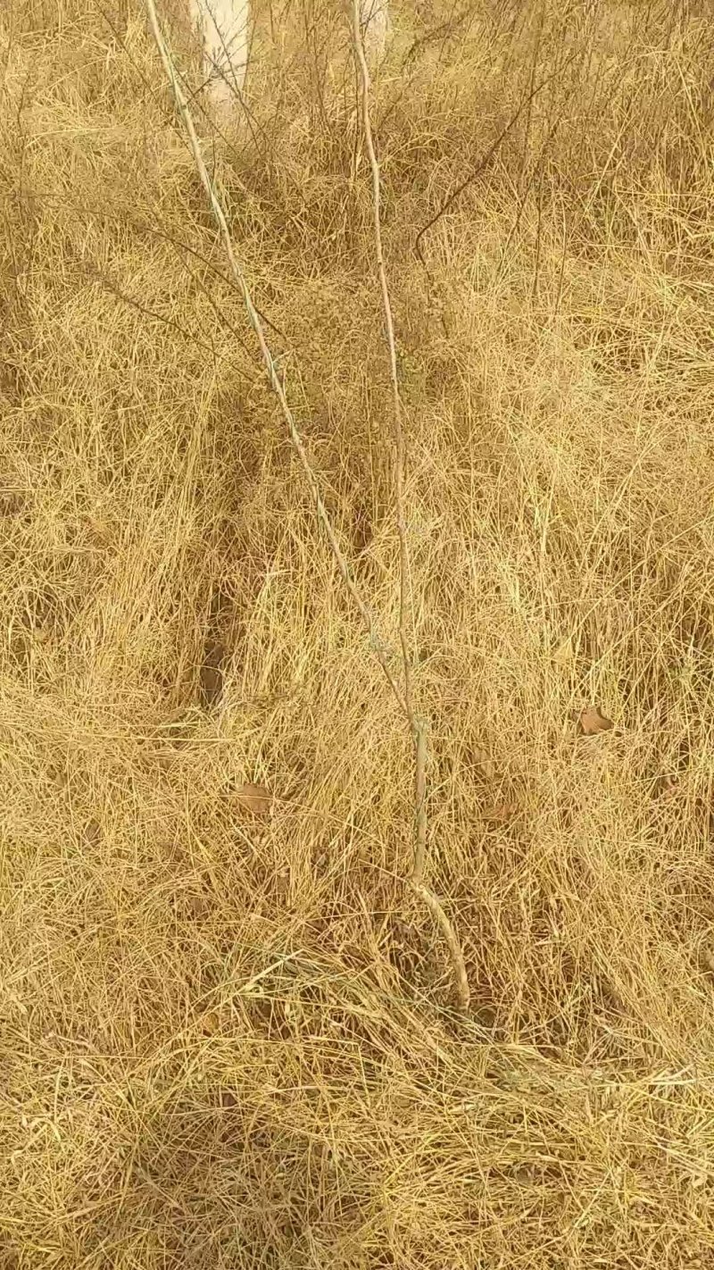 龙城二号没毛的猕猴桃苗子软枣苗