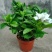 栀子花盆栽带花苞室内观花植物四季开花枝枝花树苗好养浓香型