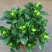 栀子花盆栽带花苞室内观花植物四季开花枝枝花树苗好养浓香型