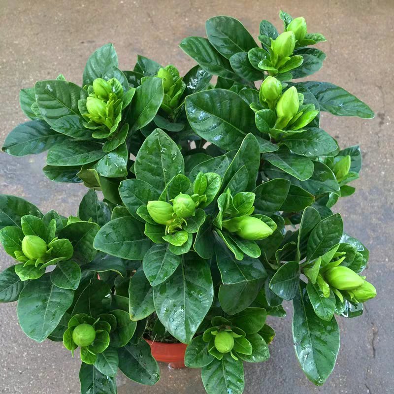 栀子花盆栽带花苞室内观花植物四季开花枝枝花树苗好养浓香型