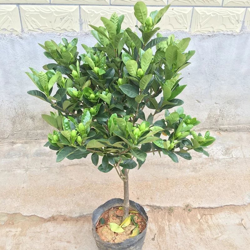 栀子花盆栽带花苞室内观花植物四季开花枝枝花树苗好养浓香型