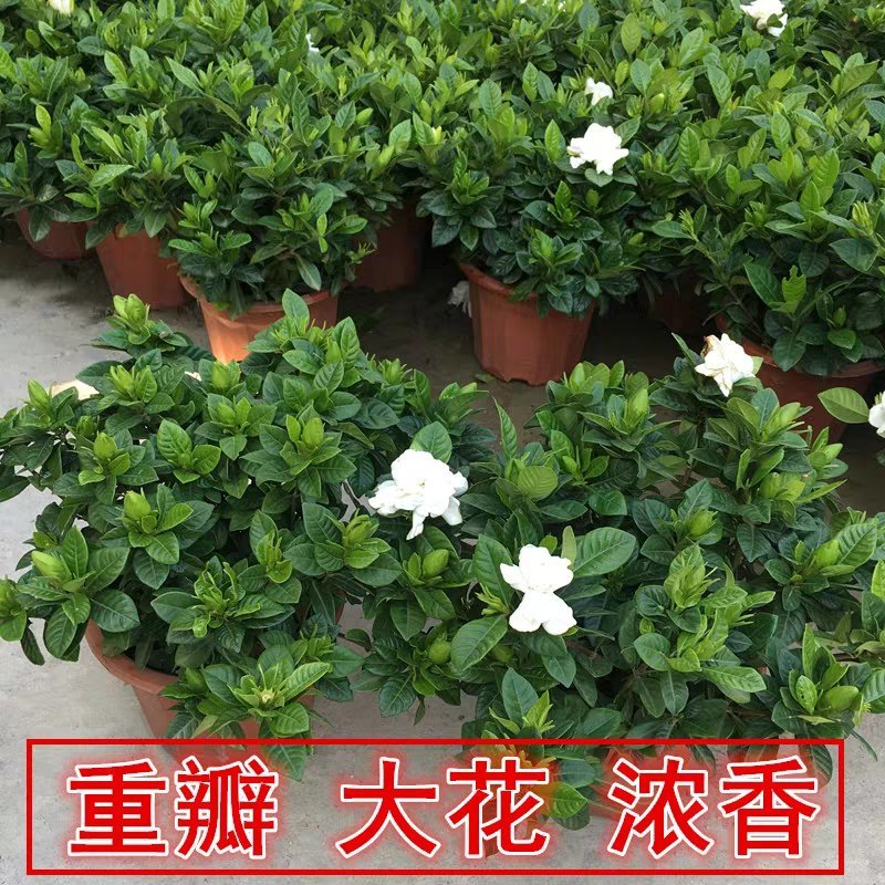 栀子花盆栽带花苞室内观花植物四季开花枝枝花树苗好养浓香型