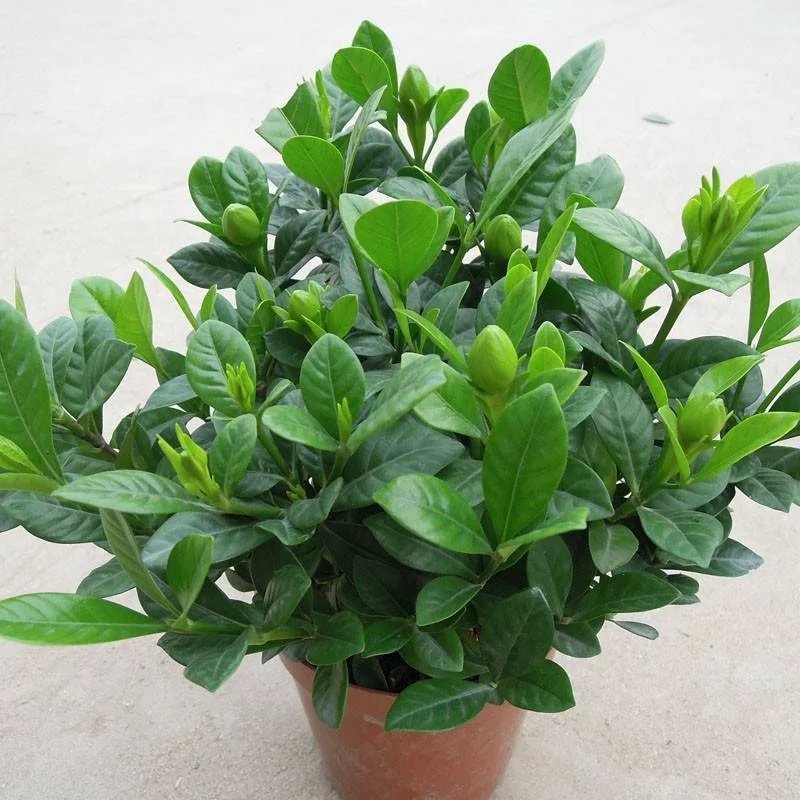 栀子花盆栽带花苞室内观花植物四季开花枝枝花树苗好养浓香型