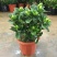 栀子花盆栽带花苞室内观花植物四季开花枝枝花树苗好养浓香型