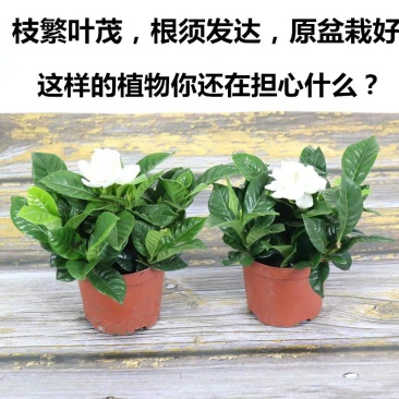 栀子花盆栽带花苞室内观花植物四季开花枝枝花树苗好养浓香型