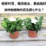 栀子花盆栽带花苞室内观花植物四季开花枝枝花树苗好养浓香型