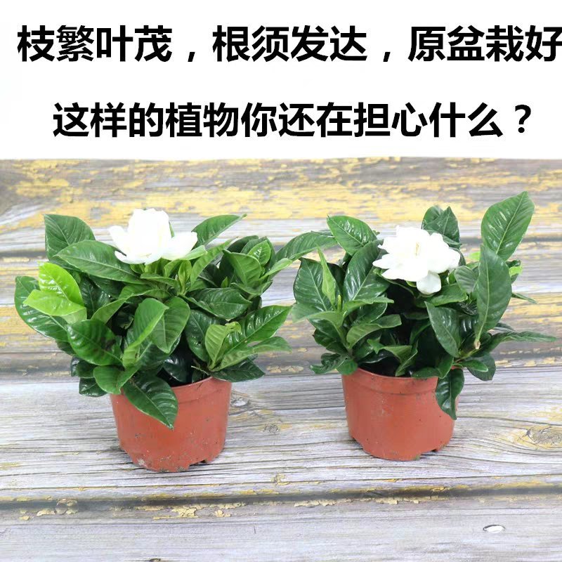 栀子花盆栽带花苞室内观花植物四季开花枝枝花树苗好养浓香型
