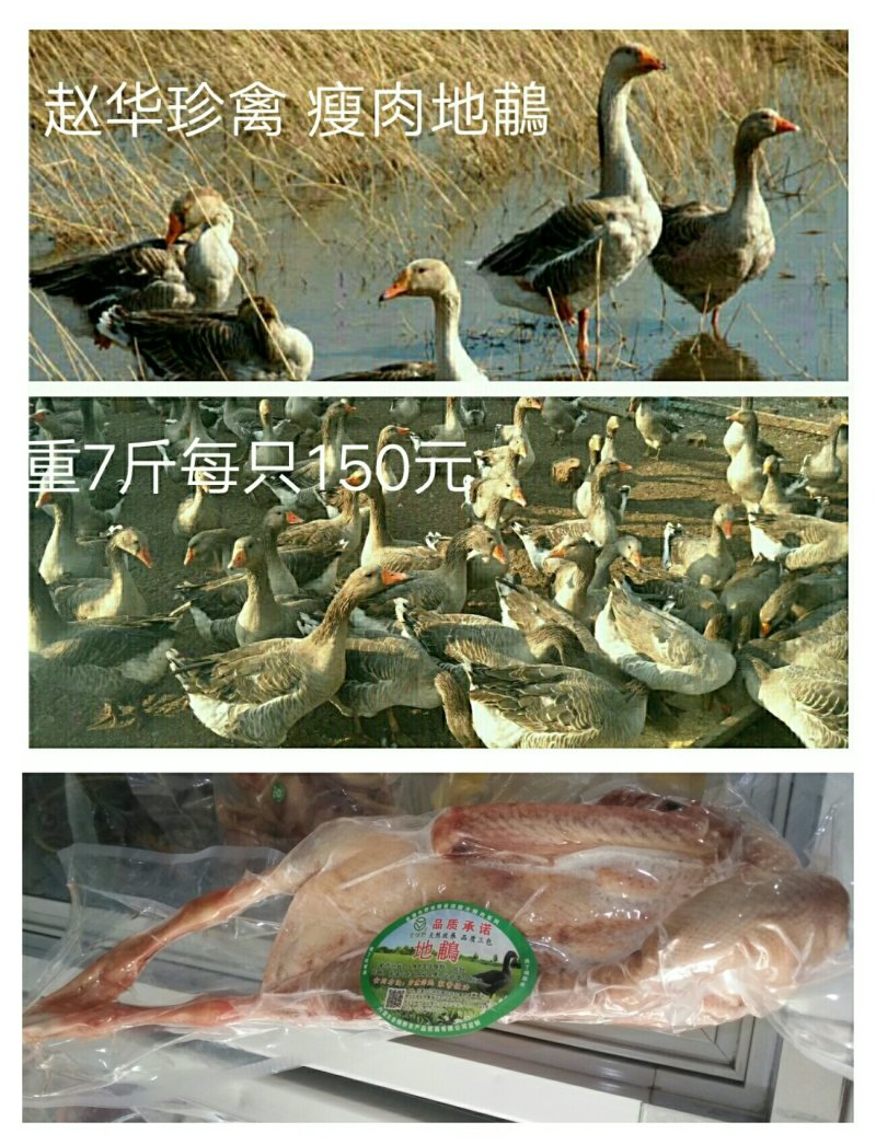 草原雁鹅现购现宰净重6至8斤牧场直供两只起拍