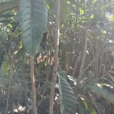 枇杷苗
