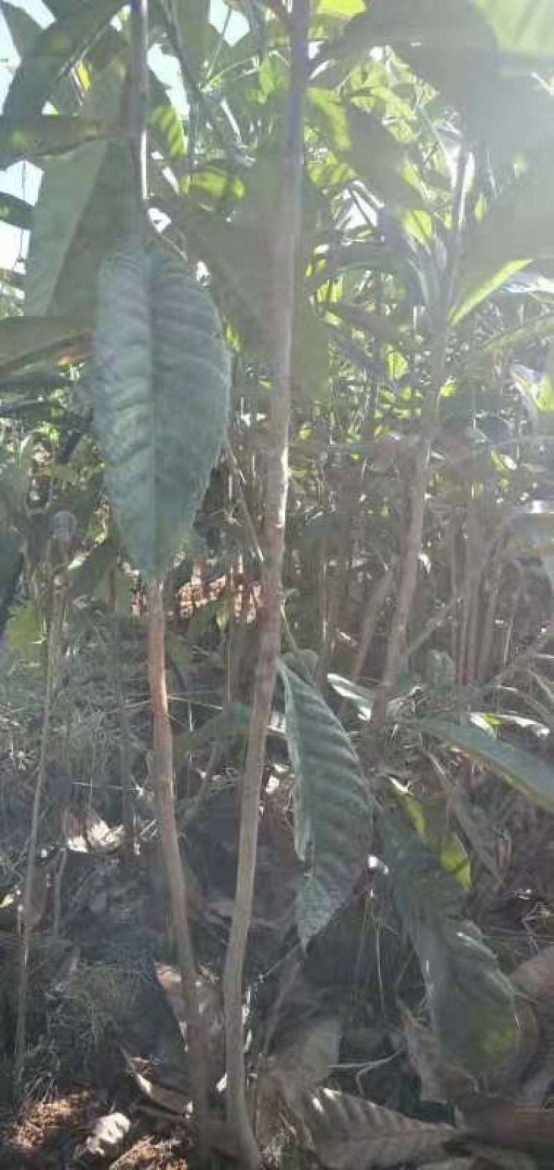 枇杷苗
