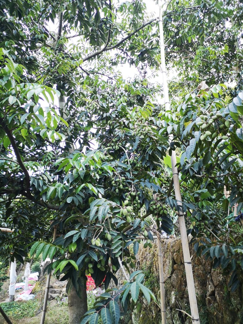 福州橄榄闽侯橄榄闽清橄榄鲜食水果橄榄