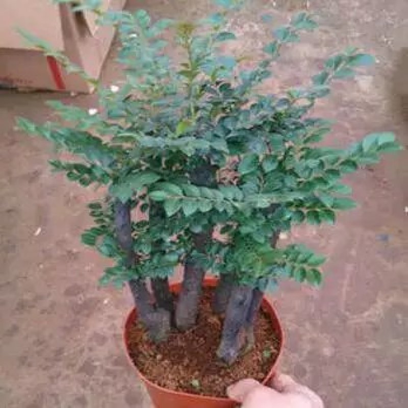 小叶紫檀紫檀盆景苗紫檀老桩室内阳台盆栽花卉绿植耐寒四季