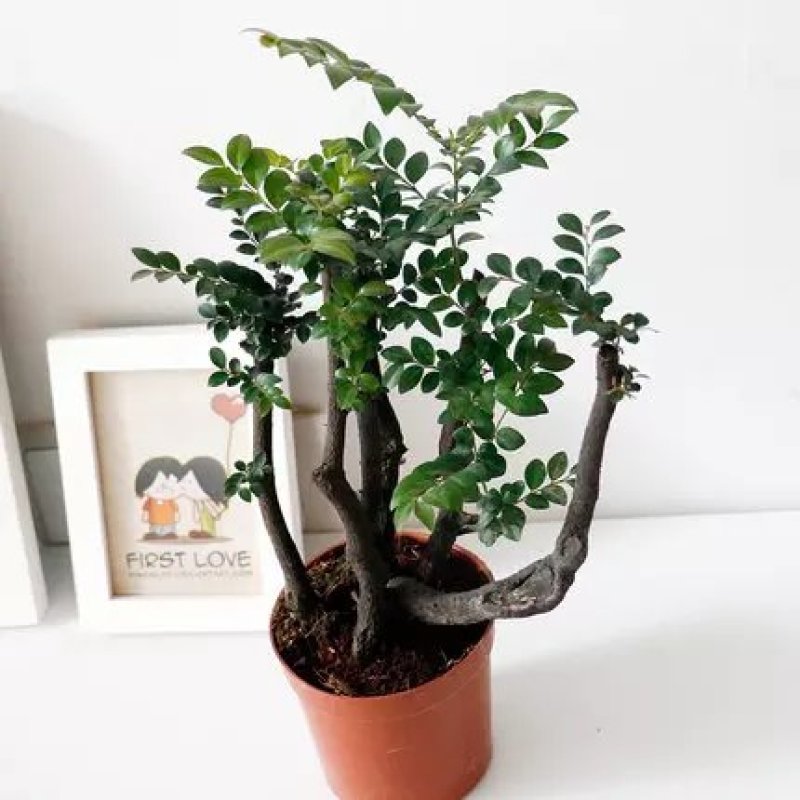 小叶紫檀紫檀盆景苗紫檀老桩室内阳台盆栽花卉绿植耐寒四季