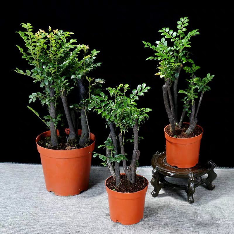小叶紫檀紫檀盆景苗紫檀老桩室内阳台盆栽花卉绿植耐寒四季