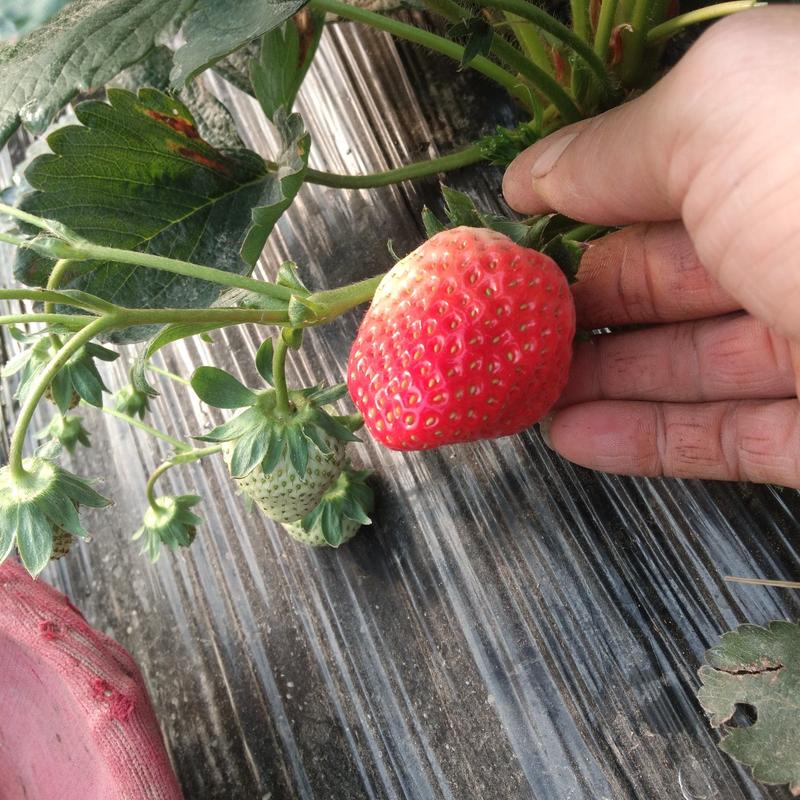红颜草莓上市了有需要的可以联系了，量大价优欢迎订购