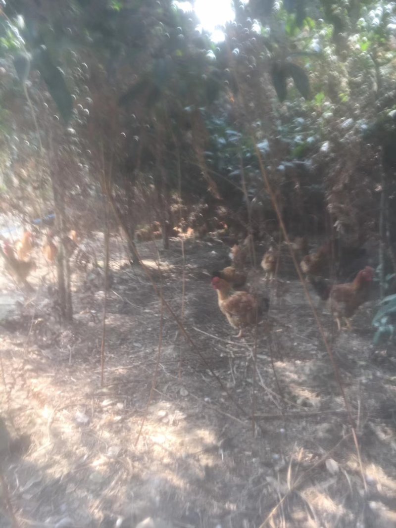 原生态包谷鸡