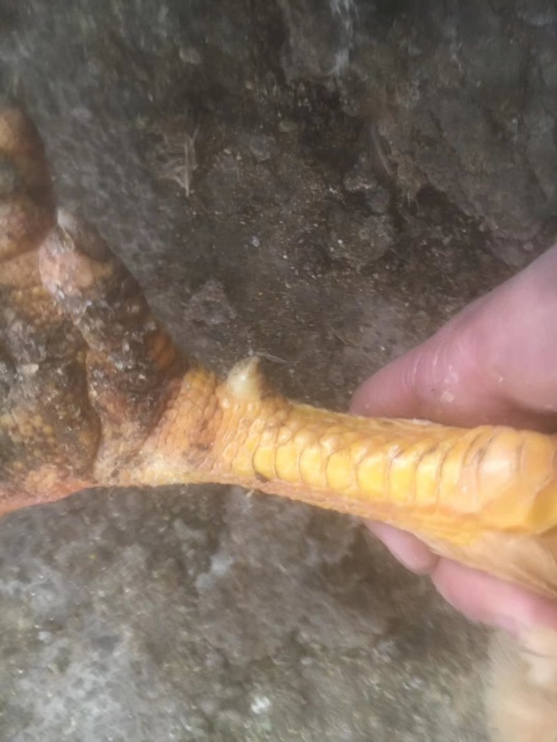 原生态包谷鸡
