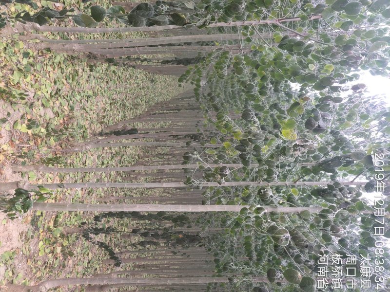 丝棉木