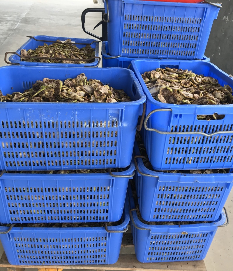 诺丽果干诺丽果干诺丽干果海巴戟果干诺尼果干