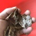 诺丽果干诺丽果干诺丽干果海巴戟果干诺尼果干