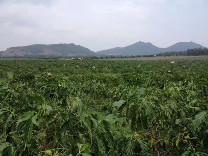 诺丽果干诺丽果干诺丽干果海巴戟果干诺尼果干