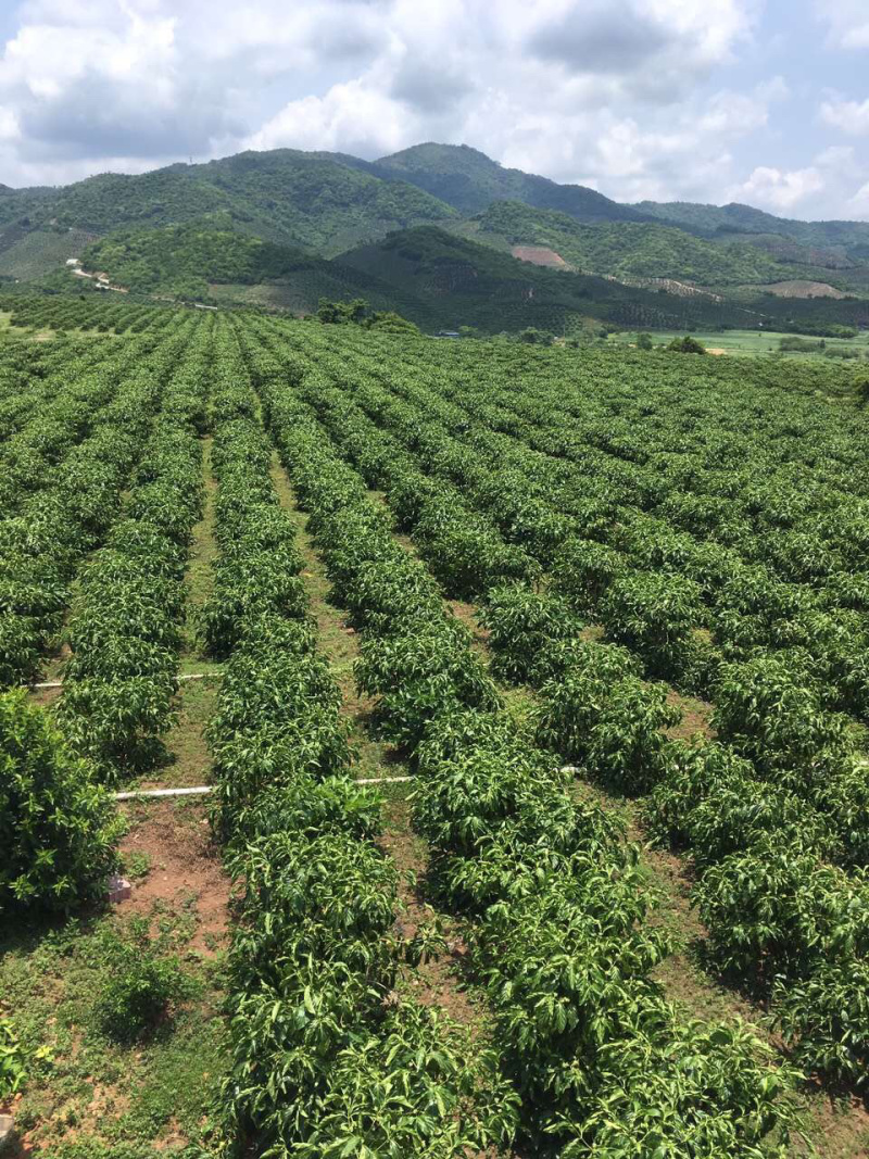 诺丽果干诺丽果干诺丽干果海巴戟果干诺尼果干