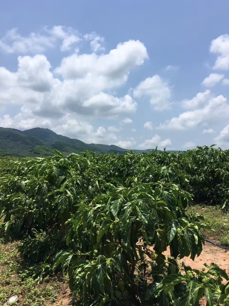 诺丽果干诺丽果干诺丽干果海巴戟果干诺尼果干