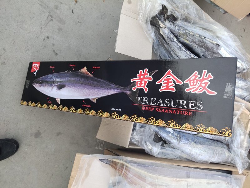 鲅鱼