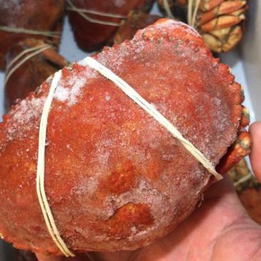 智利进口面包蟹，一手货源