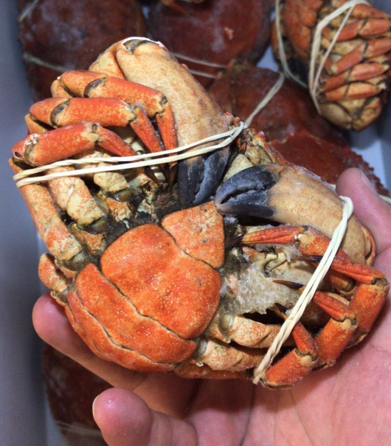 智利进口面包蟹，一手货源