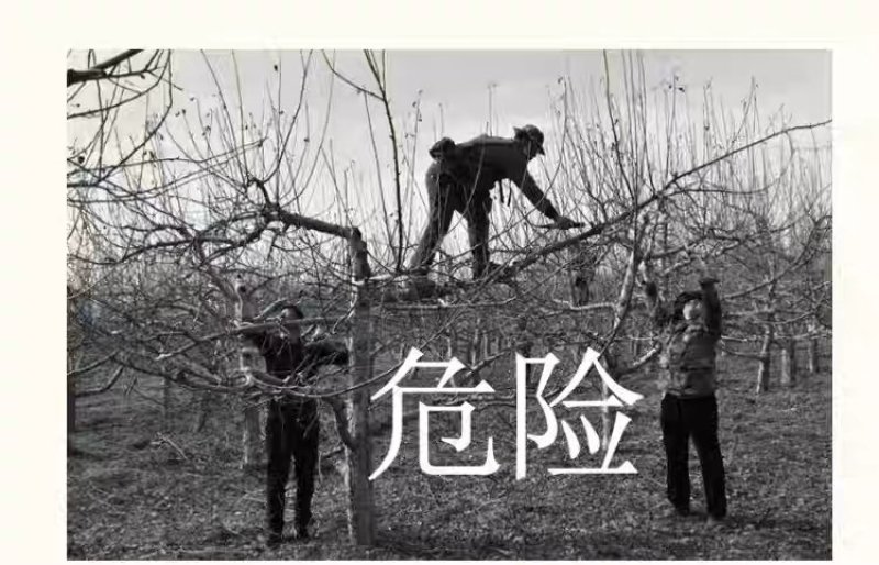 专业树枝剪电动果枝剪树枝剪操作简单