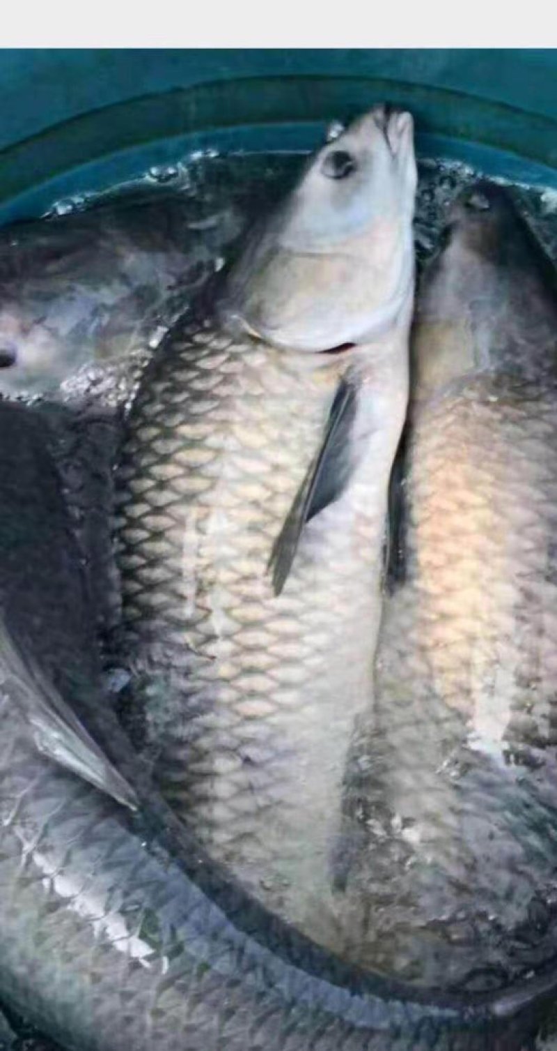 水库淡水养殖大青鱼批发