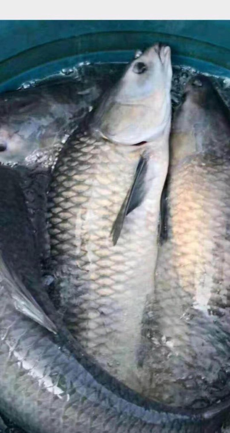 水库淡水养殖大青鱼批发