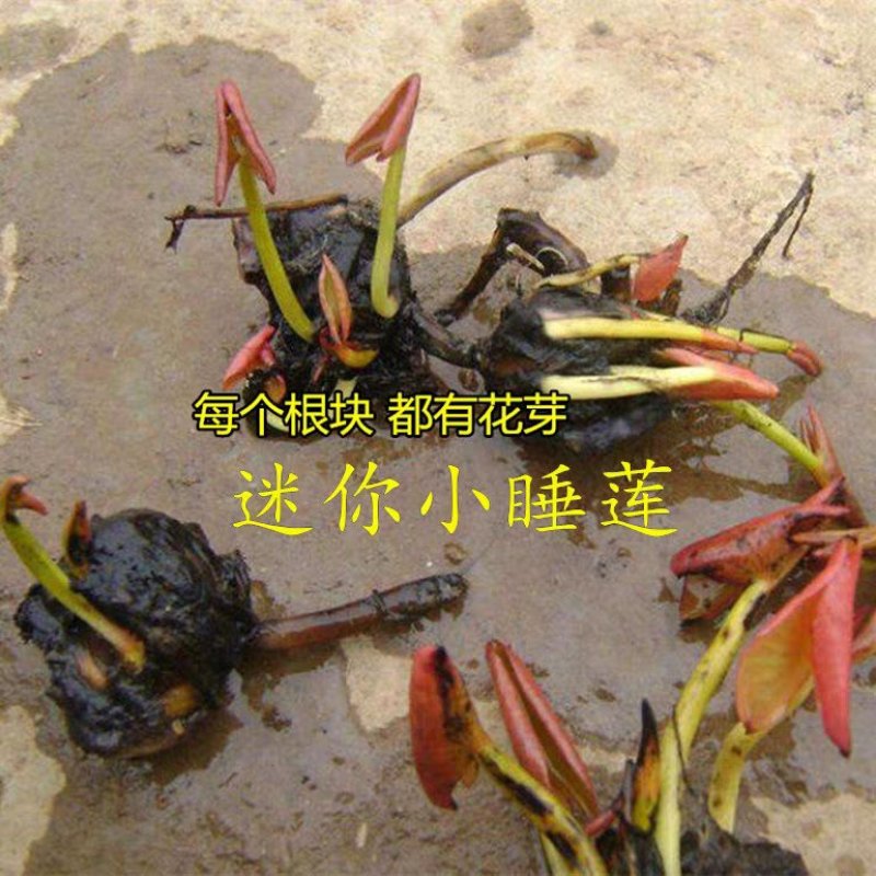 大睡莲睡莲根块见水就活水培植物水生根块