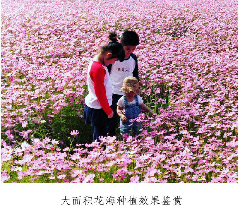 草花种子波斯菊种子芽率98%花期90天种子低价跑量