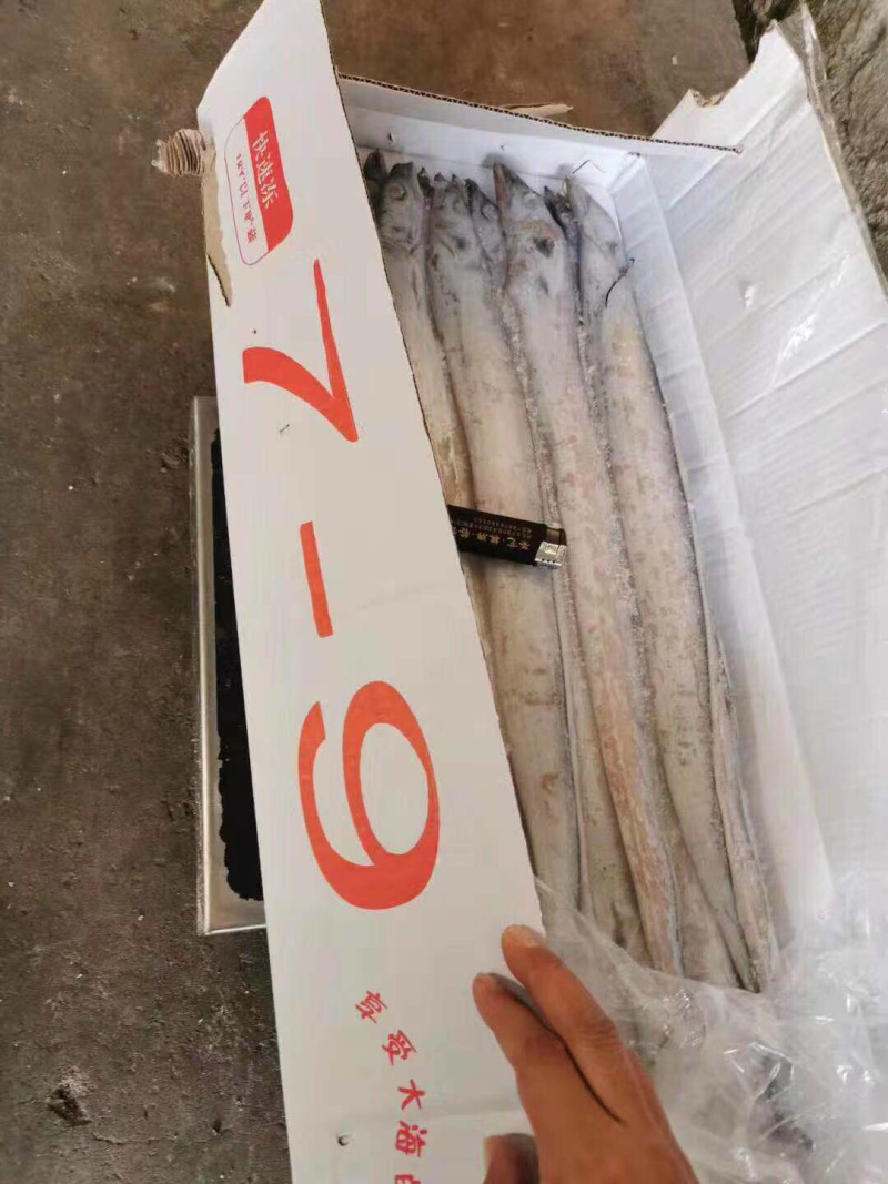刀鱼