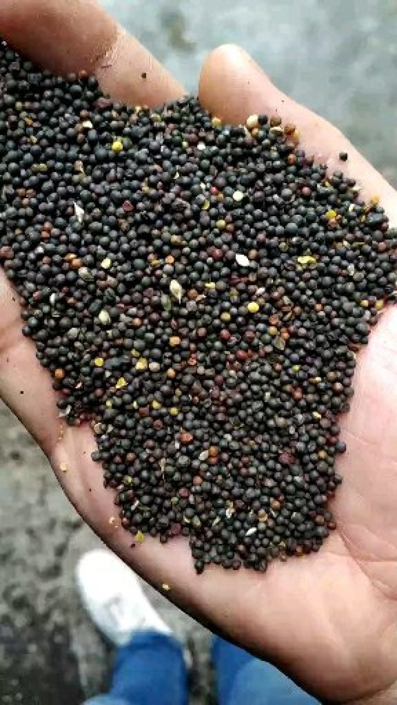 油菜籽批发市场湖北本地菜籽