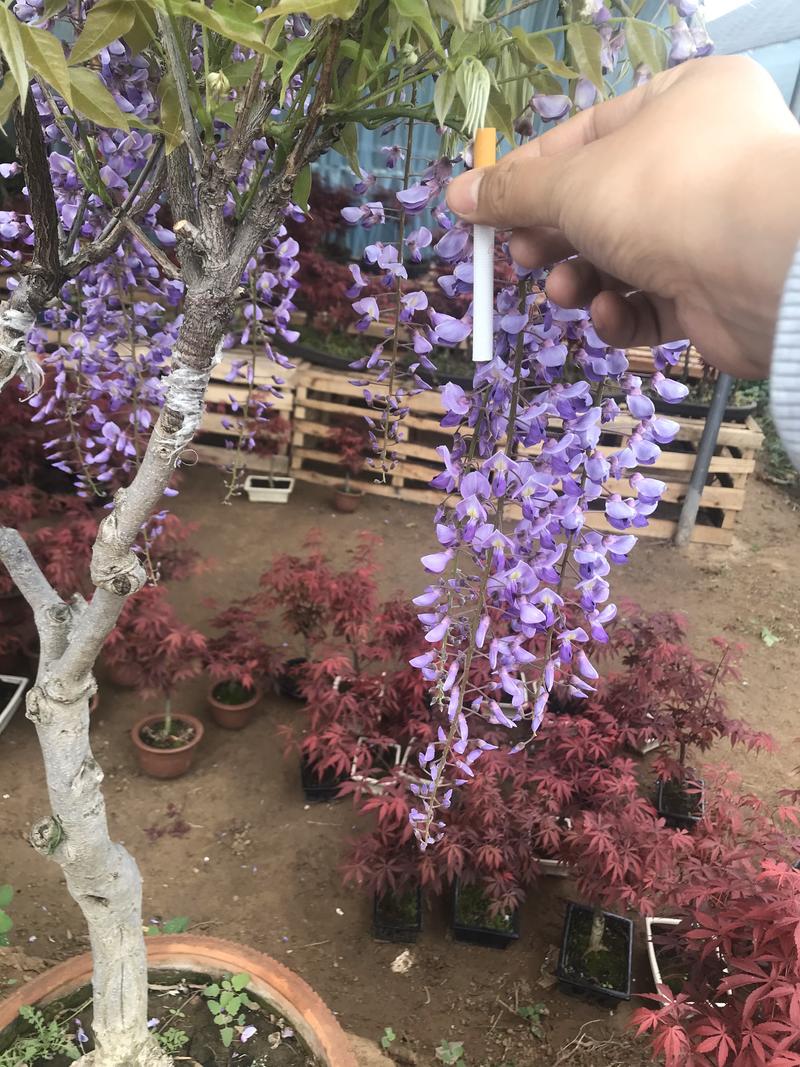 紫藤苗供应各种规格树苗一年生苗1.2元一颗