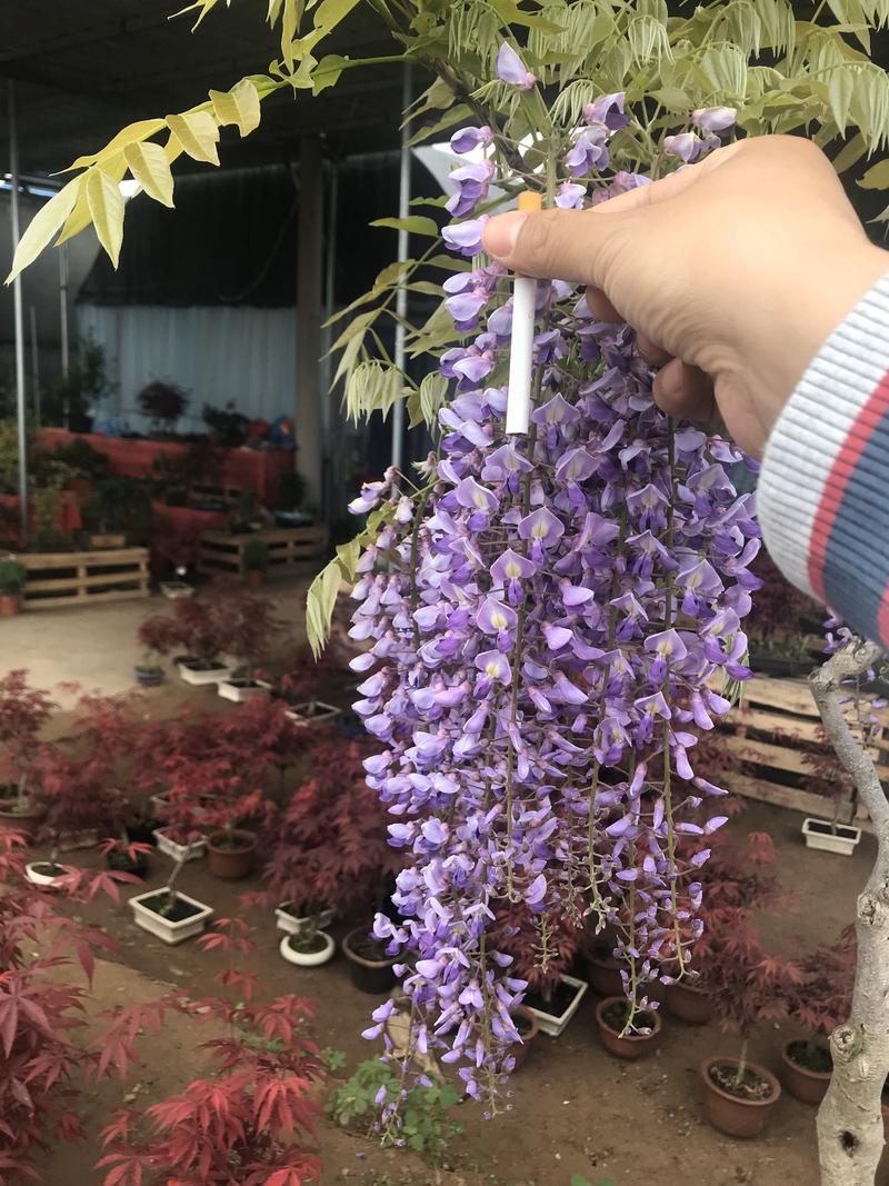 紫藤苗供应各种规格树苗一年生苗1.2元一颗